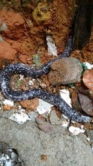 Amphisbaena fuliginosa