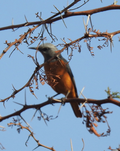 Short-toed Rock Thrush (Monticola brevipes), photo 6