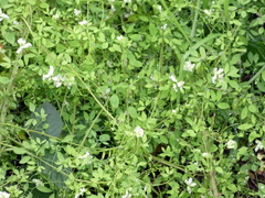 Ceratocapnos claviculata