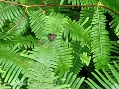 Ricania speculum
