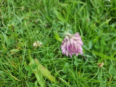 Trifolium pratense