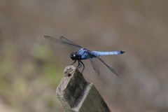 Orthetrum melania