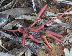 Eucalyptus extensa