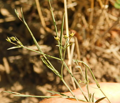Bupleurum marschallianum