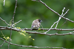 Spermestes cucullata