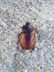 Calicnemis truncatifrons