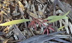Eucalyptus extensa