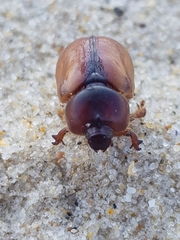 Calicnemis truncatifrons