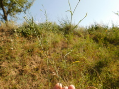 Bupleurum marschallianum