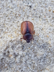 Calicnemis truncatifrons