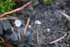 Coprinopsis stercorea
