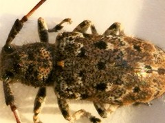 Mesosa hirsuta
