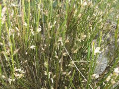 Genista hystrix