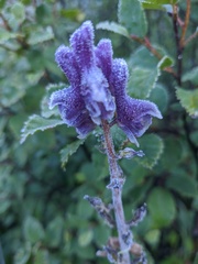 Aconitum glandulosum