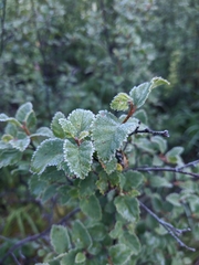 Betula fruticosa