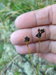 Luzula multiflora sibirica