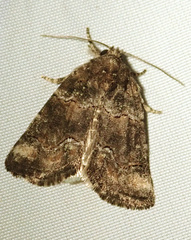 Bryophila ravula