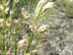 Genista hystrix