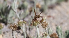 Polistes dorsalis californicus