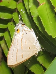 Hypolycaena philippus philippus