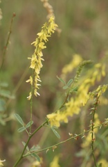 Melilotus officinalis