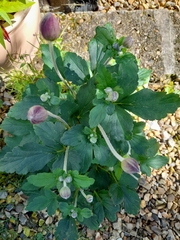 Eriocapitella × hybrida