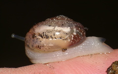 Sheldonia
