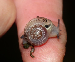 Sheldonia