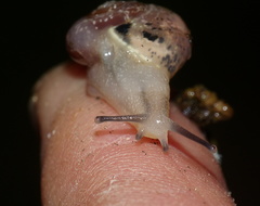 Sheldonia