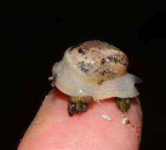Sheldonia