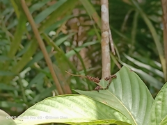 Moduza procris milonia