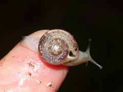 Sheldonia