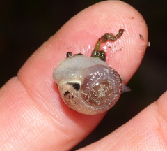 Sheldonia
