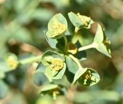 Euphorbia schizoloba