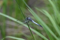 Orthetrum albistylum