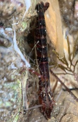 Athanas granti