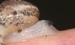 Sheldonia