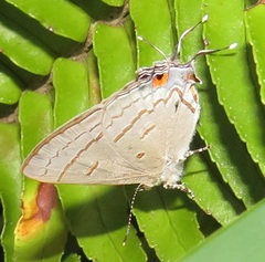 Hypolycaena philippus philippus