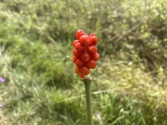 Arum cylindraceum