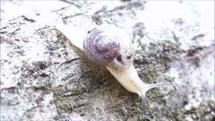 Sheldonia