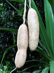 Kigelia africana africana
