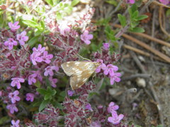 Epascestria pustulalis