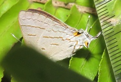 Hypolycaena philippus philippus