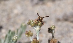 Polistes dorsalis californicus