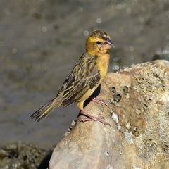 Ploceus hypoxanthus chryseus