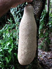 Kigelia africana africana