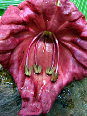 Kigelia