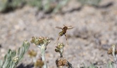 Polistes dorsalis californicus