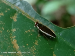 Pseudophyllodromia laticeps