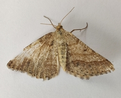 Isturgia murinaria